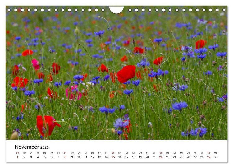 Produktbild: Klosterinsel Reichenau - UNESCO-Welterbe am Bodensee (Wandkalender 2026 DIN A4 quer), CALVENDO Monatskalender