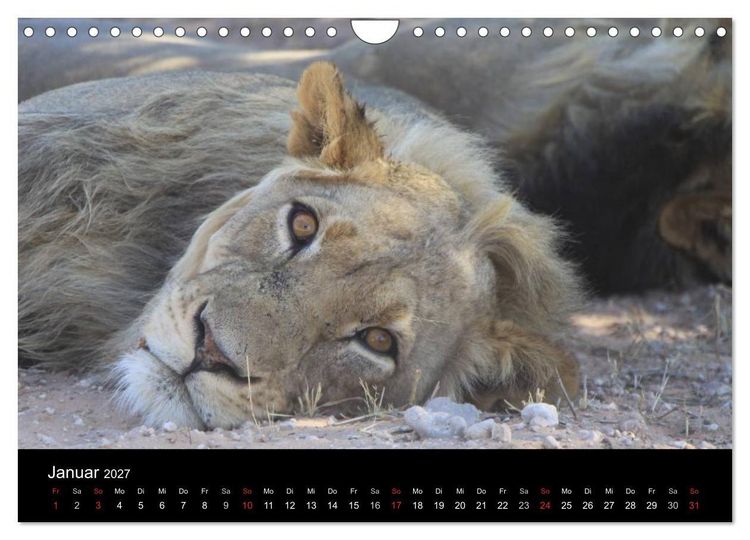 Produktbild: L&ouml;wen - K&ouml;nige der Tiere (Wandkalender 2027 DIN A4 quer), CALVENDO Monatskalender