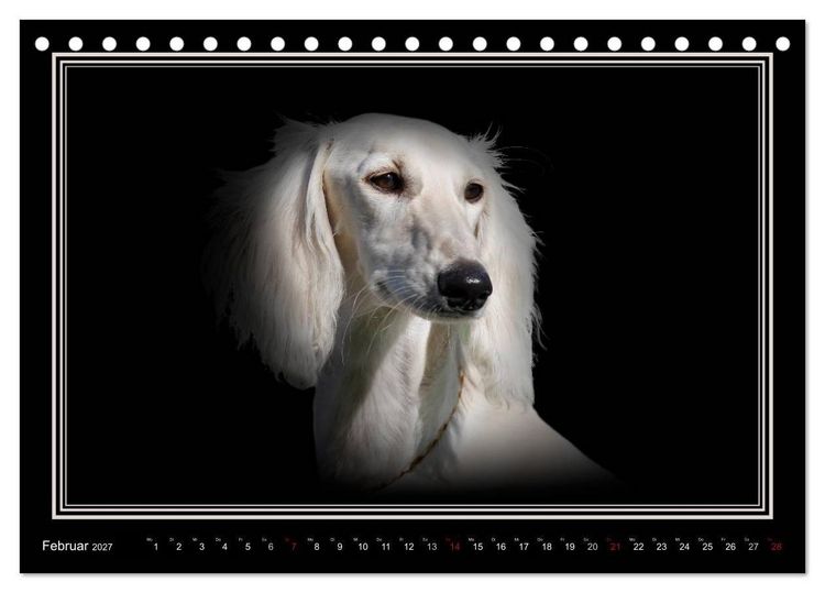 Produktbild: Saluki 2027 (Tischkalender 2027 DIN A5 quer), CALVENDO Monatskalender