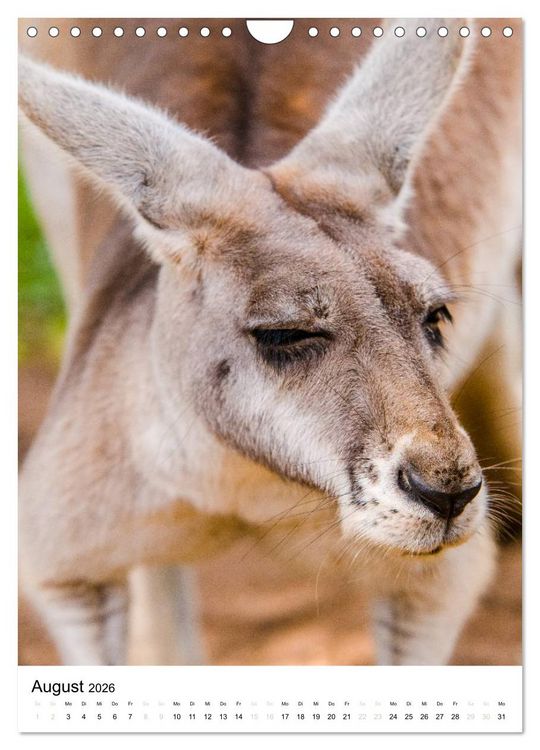 Produktbild: australian animals (Wandkalender 2026 DIN A4 hoch), CALVENDO Monatskalender
