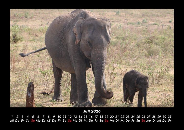 Produktbild: Elefanten Kalender 2026 Fotokalender DIN A3