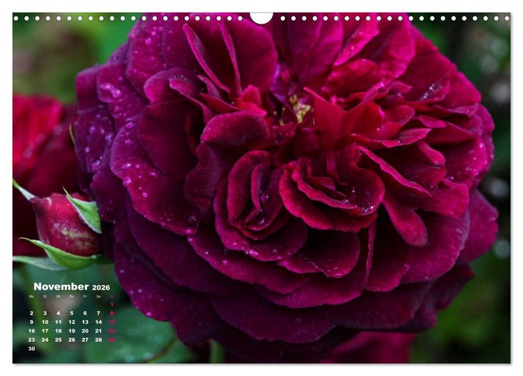 Produktbild: Zauberhafter Rosenreigen (Wandkalender 2026 DIN A3 quer), CALVENDO Monatskalender