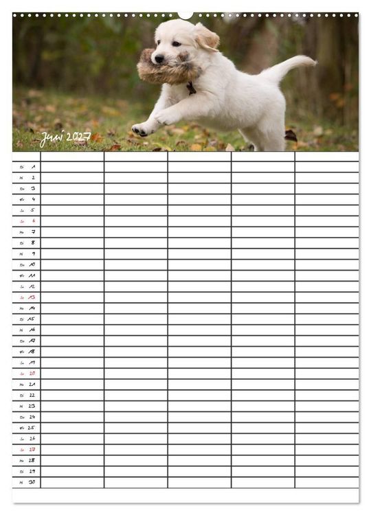 Produktbild: Familienplaner: Golden Retriever Welpen (Wandkalender 2027 DIN A2 hoch), CALVENDO Monatskalender