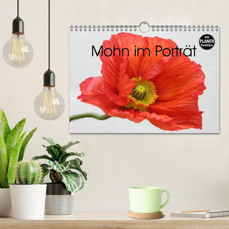 Produktbild: Mohn im Portr&auml;t (Wandkalender 2026 DIN A4 quer), CALVENDO Monatskalender