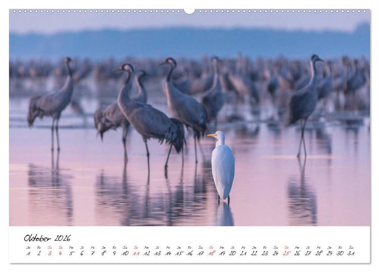 Produktbild: Kraniche am Schlafplatz - im Naturparadies der Mecklenburgischen Seenplatte (Wandkalender 2026 DIN A2 quer), CALVENDO Monatskalender