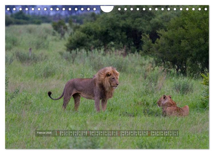 Produktbild: Abenteuer Botswana Afrika - Adventure Botswana (Wandkalender 2026 DIN A4 quer), CALVENDO Monatskalender