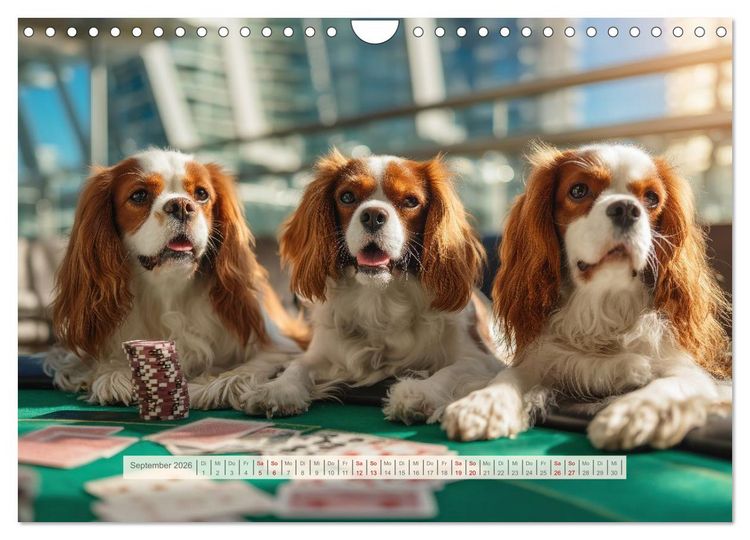 Produktbild: Cavalier King Charles Spaniel. Die lustigsten Cavalier Momente des Jahres. (Wandkalender 2026 DIN A4 quer), CALVENDO Monatskalender