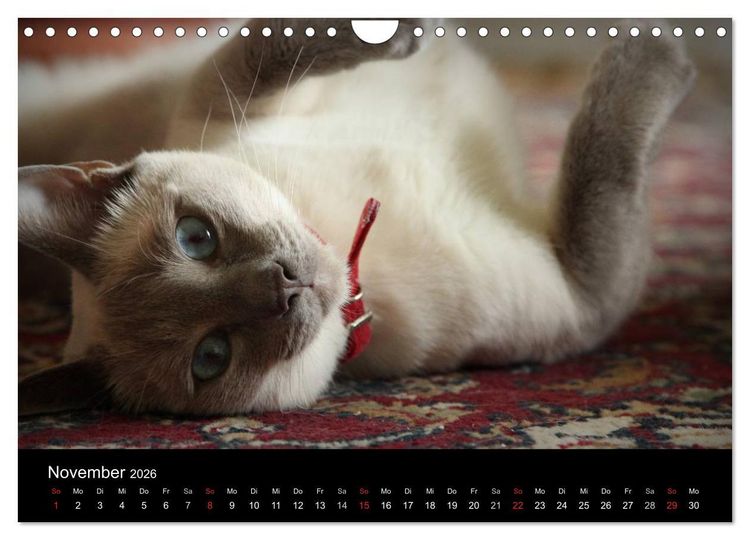 Produktbild: Haustiger - Ein Katzenkalender (Wandkalender 2026 DIN A4 quer), CALVENDO Monatskalender
