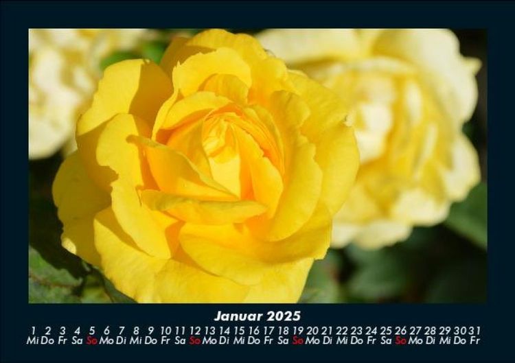 Produktbild: Rosentraum 2025 Fotokalender DIN A5