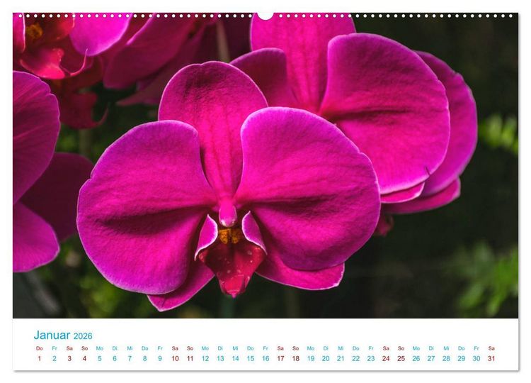 Produktbild: Die K&ouml;nigin der Blumenwelt, die Orchidee (Wandkalender 2026 DIN A2 quer), CALVENDO Monatskalender