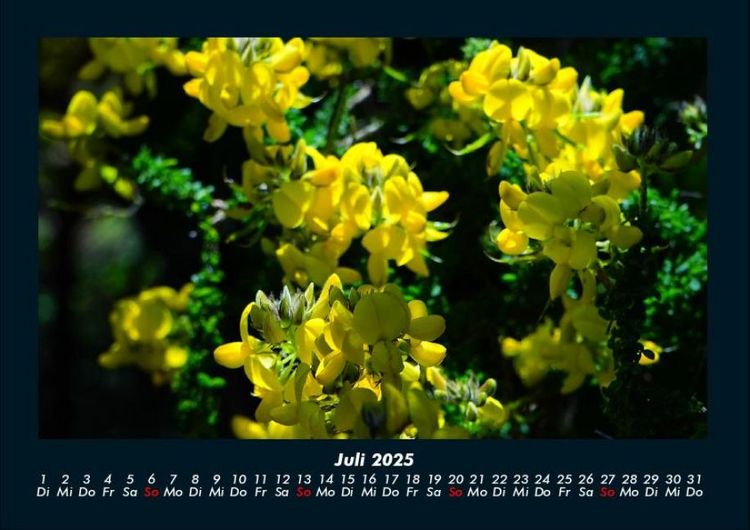 Produktbild: Blumentr&auml;ume 2025 Fotokalender DIN A4