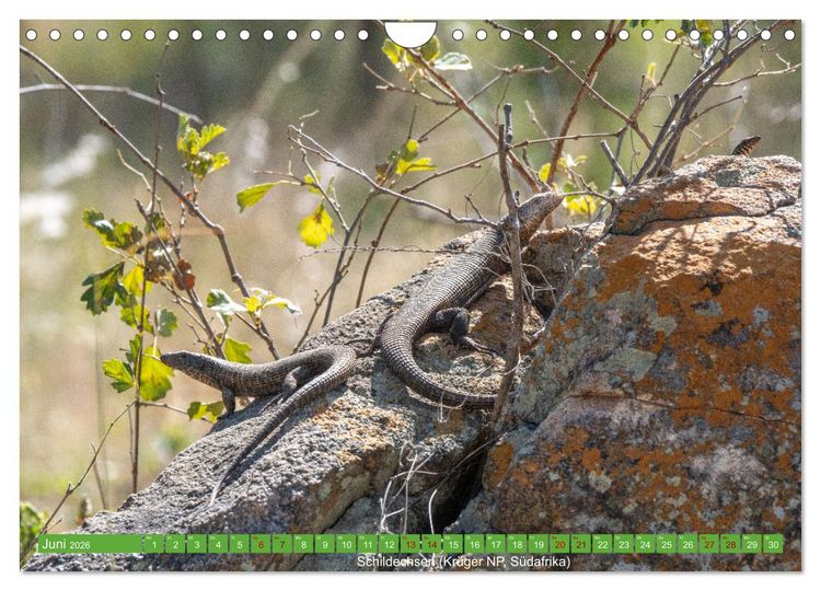 Produktbild: Reptilien wild und sch&ouml;n (Wandkalender 2026 DIN A4 quer), CALVENDO Monatskalender