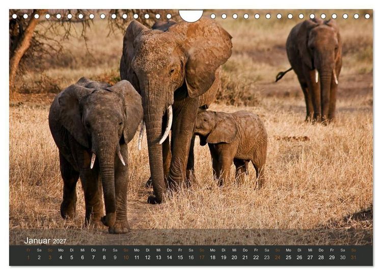Produktbild: Elefanten (Wandkalender 2027 DIN A4 quer), CALVENDO Monatskalender