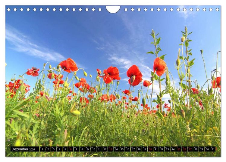 Produktbild: Mohnblumen (Wandkalender 2026 DIN A4 quer), CALVENDO Monatskalender