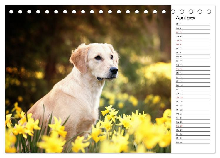 Produktbild: Goldig durch das Jahr! (Tischkalender 2026 DIN A5 quer), CALVENDO Monatskalender