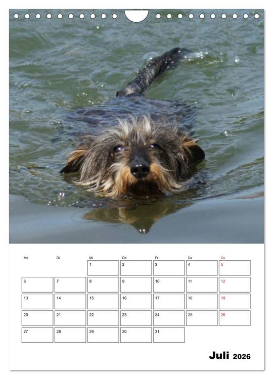 Produktbild: Liebenswerte Zwergrauhaardackel (Wandkalender 2026 DIN A4 hoch), CALVENDO Monatskalender