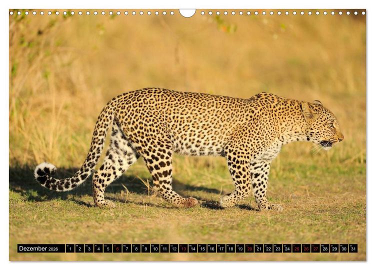 Produktbild: Faszination Afrika: Der Leopard (Wandkalender 2026 DIN A3 quer), CALVENDO Monatskalender