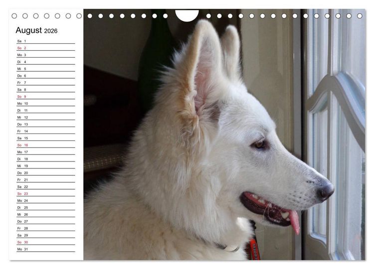 Produktbild: Berger Blanc Suisse - Wei&szlig;er Schweizer Sch&auml;ferhund (Wandkalender 2026 DIN A4 quer), CALVENDO Monatskalender
