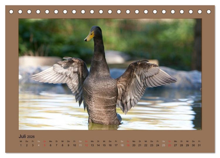 Produktbild: Laufenten immer was zu Schnattern (Tischkalender 2026 DIN A5 quer), CALVENDO Monatskalender