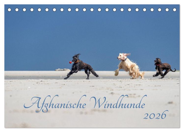 Produktbild: AFGHANISCHE WINDHUNDE 2026 (Tischkalender 2026 DIN A5 quer), CALVENDO Monatskalender