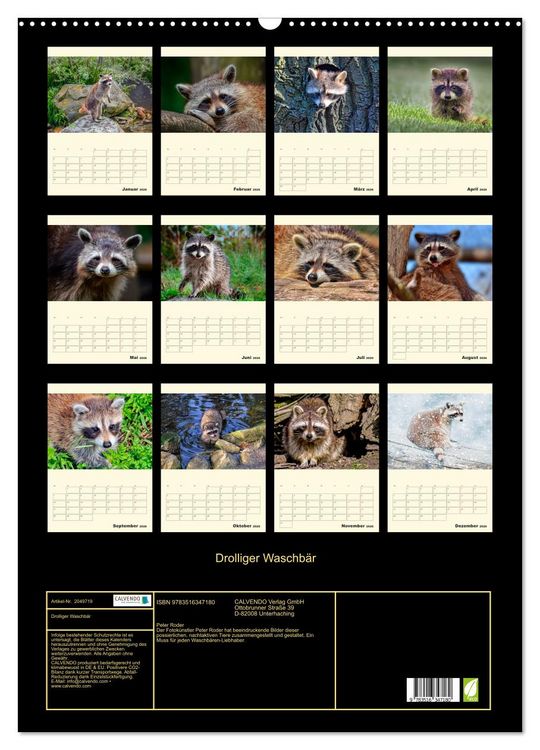 Produktbild: Drolliger Waschb&auml;r (Wandkalender 2026 DIN A2 hoch), CALVENDO Monatskalender
