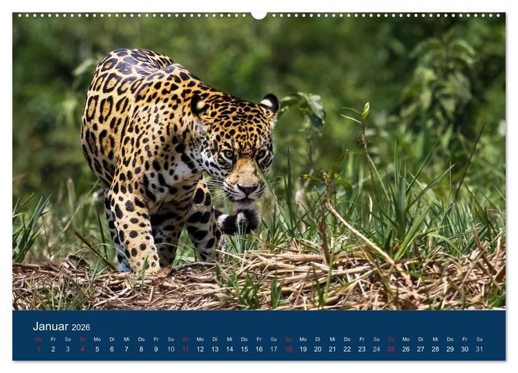Produktbild: Brasilien tierisch gut 2026 (hochwertiger Premium Wandkalender 2026 DIN A2 quer), Kunstdruck in Hochglanz