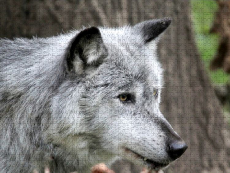 Produktbild: CALVENDO Puzzle Der Timberwolf - Der J&auml;ger aus den Rocky Mountains 1000 Teile Lege-Gr&ouml;&szlig;e 64 x 48 cm Foto-Puzzle Bild von Arno Klatt