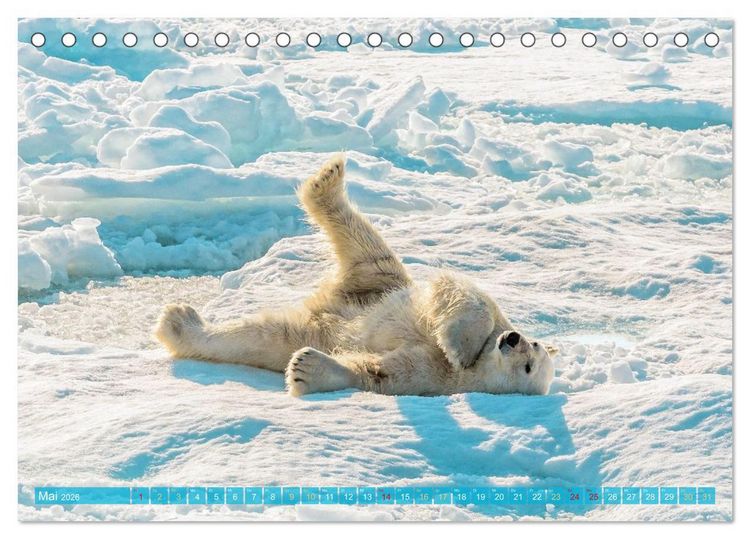 Produktbild: Eisb&auml;ren: Lebensk&uuml;nstler im Eis (Tischkalender 2026 DIN A5 quer), CALVENDO Monatskalender