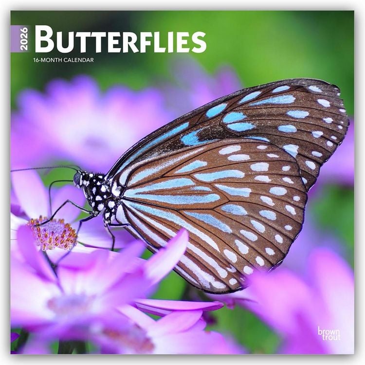 Produktbild: Butterflies – Schmetterlinge 2026 – 16-Monatskalender