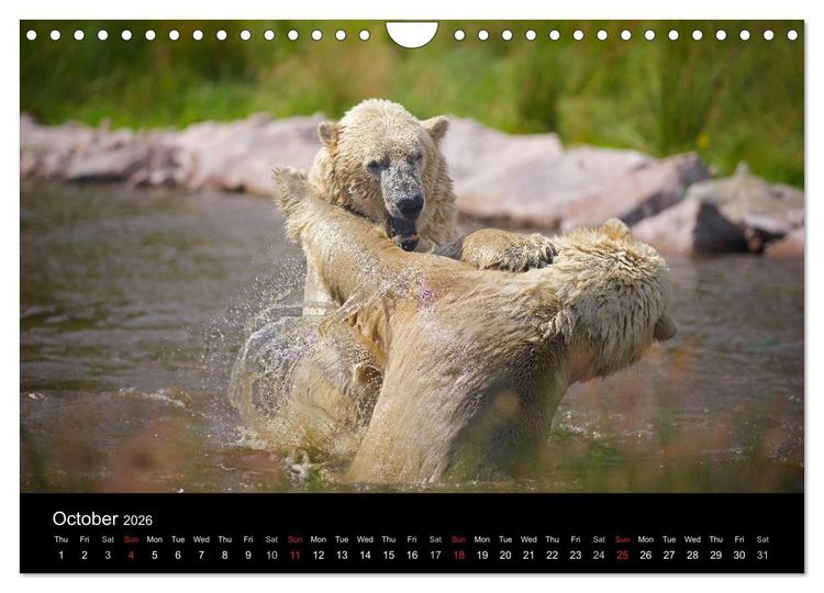 Produktbild: POLAR BEARS - ARCTIC LEGENDS (Wall Calendar 2026 DIN A4 landscape), CALVENDO 12 Month Wall Calendar