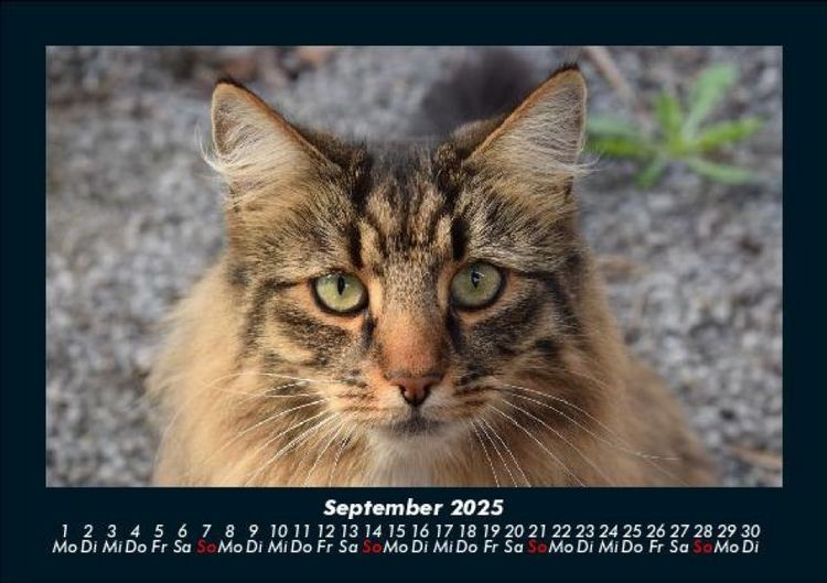 Produktbild: Welt der Tiere 2025 Fotokalender DIN A5