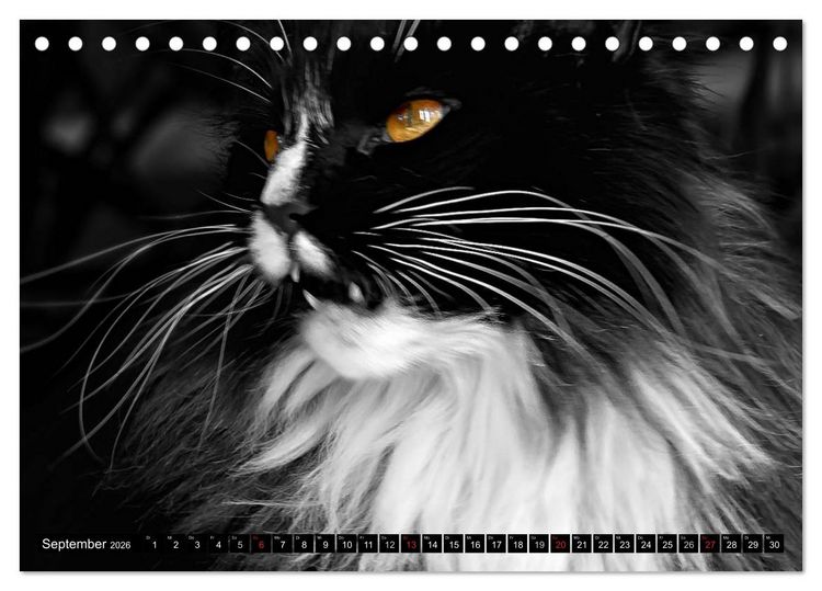 Produktbild: KATZEN Beautys (Tischkalender 2026 DIN A5 quer), CALVENDO Monatskalender
