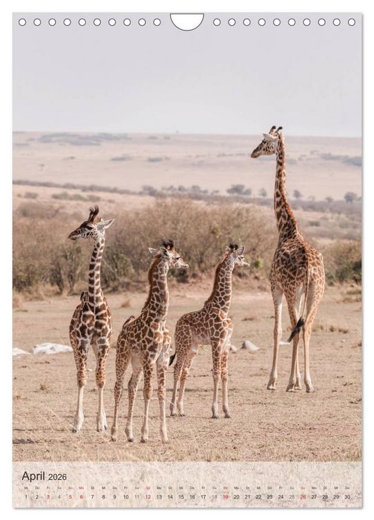 Produktbild: Emotionale Momente: Giraffen, die h&ouml;chsten Tiere der Welt. (Wandkalender 2026 DIN A4 hoch), CALVENDO Monatskalender
