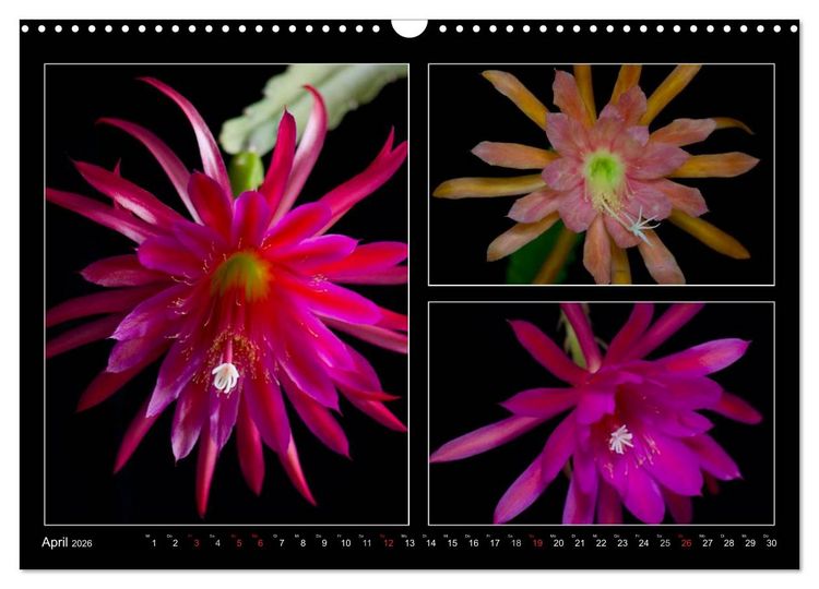 Produktbild: Epiphyllum-Hybriden (Wandkalender 2026 DIN A3 quer), CALVENDO Monatskalender