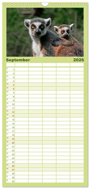 Produktbild: Familienplaner 2026 - Affen - Affenkinder mit 5 Spalten (Wandkalender, 21 x 45 cm) CALVENDO