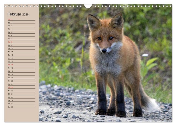 Produktbild: Der Fuchs. Bezaubernder Geselle (Wandkalender 2026 DIN A3 quer), CALVENDO Monatskalender