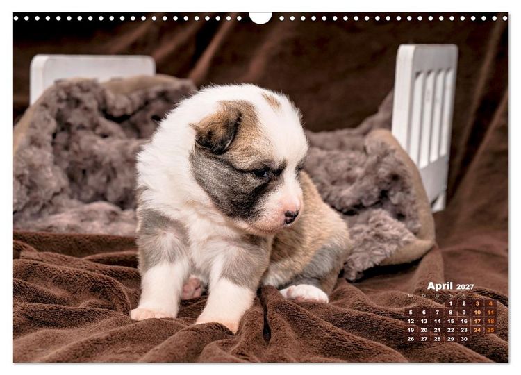 Produktbild: Willkommen auf dieser Welt ihr kleinen Islandhunde (Wandkalender 2027 DIN A3 quer), CALVENDO Monatskalender