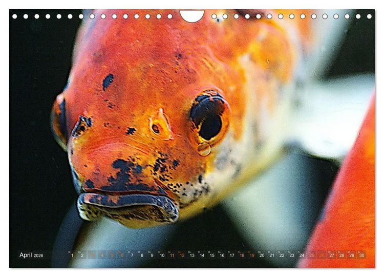 Produktbild: Goldfischportraits (Wandkalender 2026 DIN A4 quer), CALVENDO Monatskalender