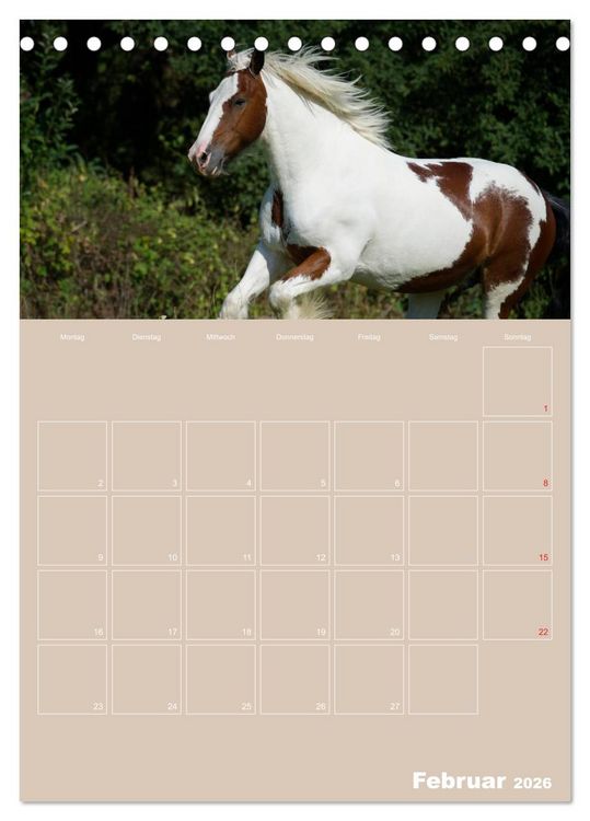 Produktbild: Pferde / Planer (Tischkalender 2026 DIN A5 hoch), CALVENDO Monatskalender