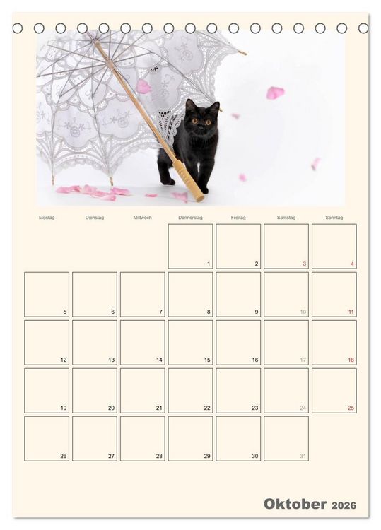 Produktbild: Schmusige Britisch Kurzhaar (Tischkalender 2026 DIN A5 hoch), CALVENDO Monatskalender