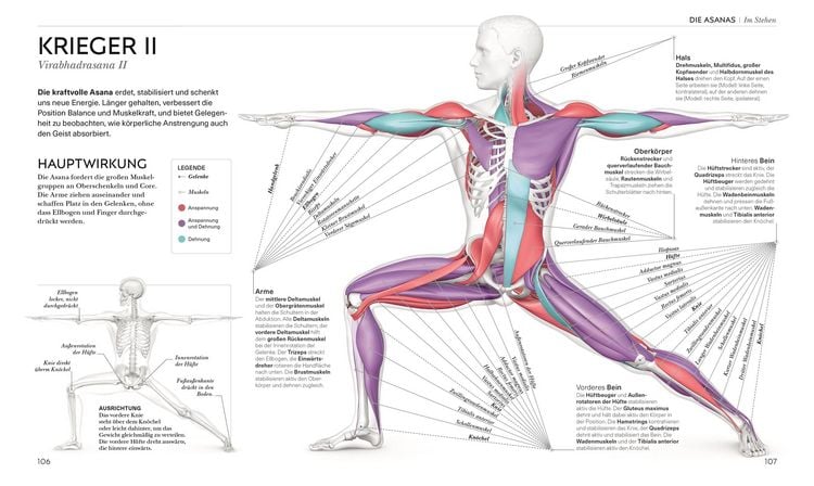 Yoga verstehen - Die Anatomie der Yoga-Haltungen