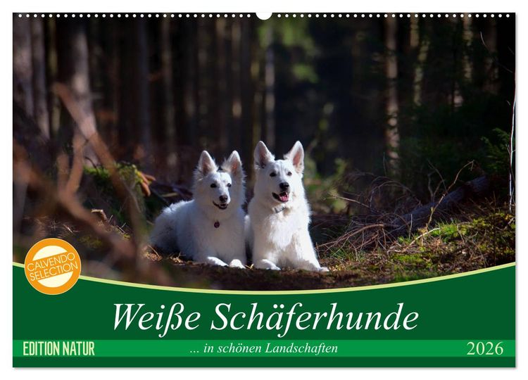 Produktbild: Wei&szlig;e Sch&auml;ferhunde in sch&ouml;nen Landschaften (Wandkalender 2026 DIN A2 quer), CALVENDO Monatskalender