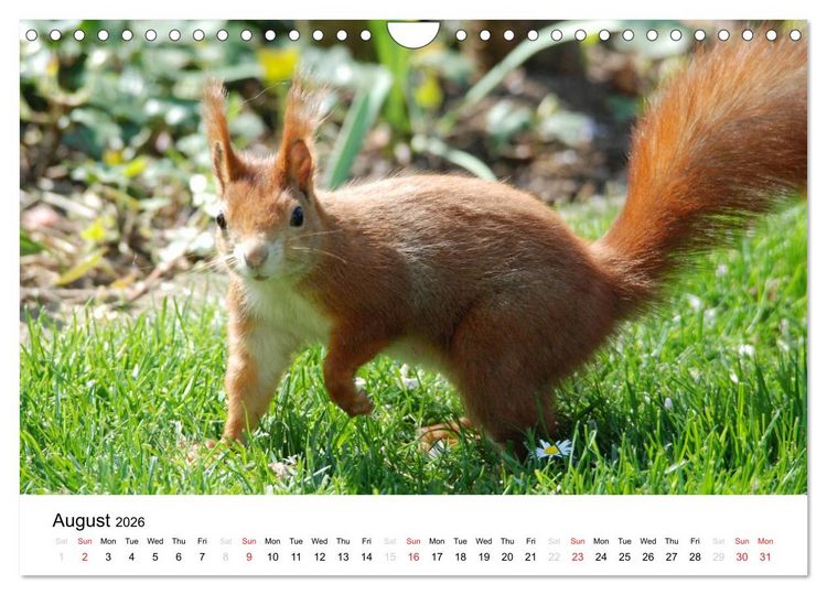 Produktbild: The red squirrels (Wall Calendar 2026 DIN A4 landscape), CALVENDO 12 Month Wall Calendar