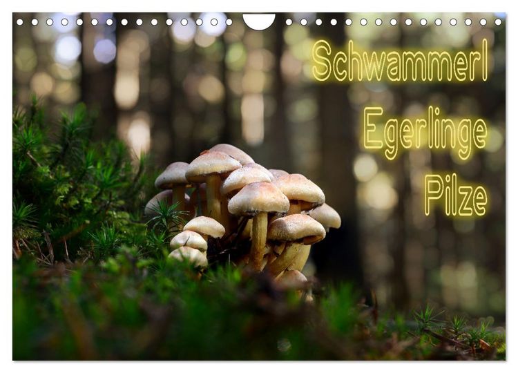 Produktbild: Schwammerl Egerlinge Pilze (Wandkalender 2026 DIN A4 quer), CALVENDO Monatskalender