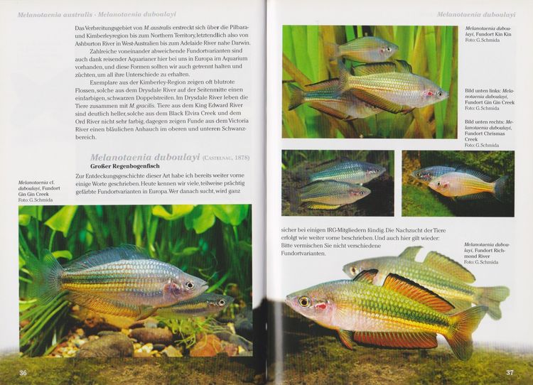Produktbild: Regenbogenfische