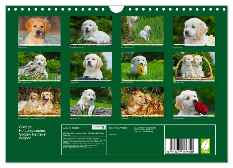Produktbild: Goldige Herzensbrecher - Golden Retriever Welpen (Wandkalender 2026 DIN A4 quer), CALVENDO Monatskalender