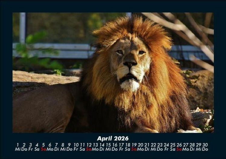 Produktbild: Tierkalender 2026 Fotokalender DIN A5