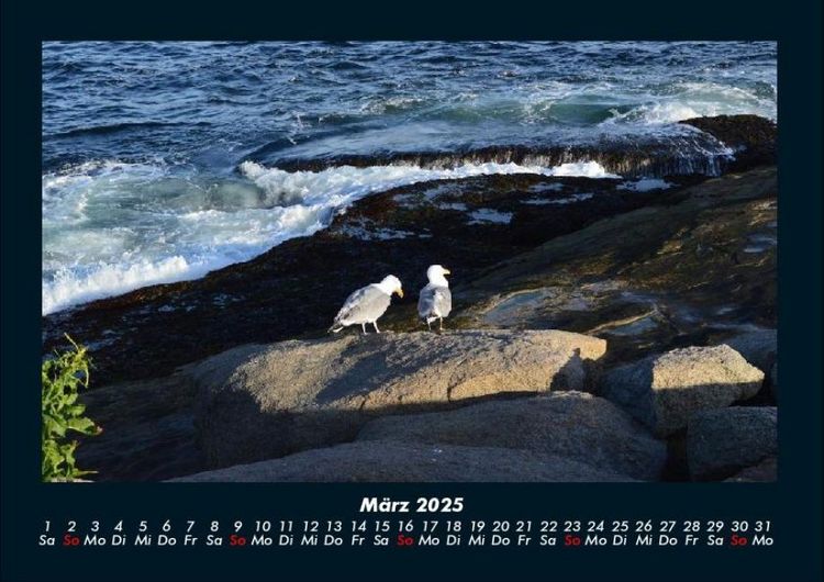 Produktbild: M&ouml;wen 2025 Fotokalender DIN A4