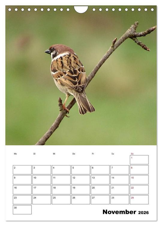 Produktbild: Amsel, Drossel, Fink und Star - beobachtet (Wandkalender 2026 DIN A4 hoch), CALVENDO Monatskalender