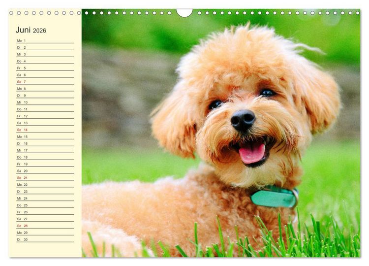 Produktbild: Pudel. Lustige Allrounder im Wollfell (Wandkalender 2026 DIN A3 quer), CALVENDO Monatskalender